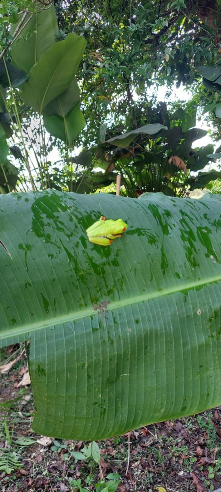 Natura Bungalows La Fortuna المظهر الخارجي الصورة